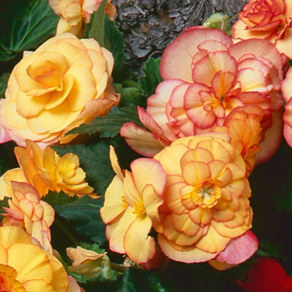 Begonia On Top Sunset Shades 10.5 Pot
