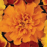 Marigold Bonanza Deep Orange (French) 9-Pack
