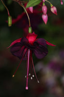 Fuchsia Black To The Fuchsia 10.5cm (Trailing)