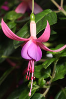 Fuchsia Forget-Me-Not 10.5cm (Upright)