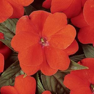 Impatiens Harmony Orange Blaze 10.5