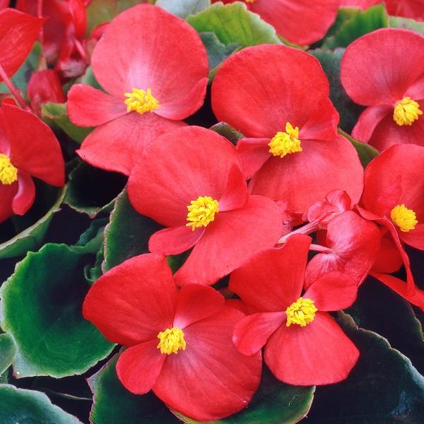Begonia Heaven Red (Bedding Type) 9-Pack
