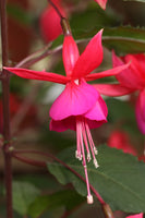 Fuchsia Beacon (Hardy) 10.5cm Pot