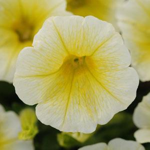 Petunia Viva Austria Yellow (Trailing) 9cm Pot