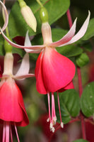 Fuchsia Frosted Flame 10.5cm (Trailing)