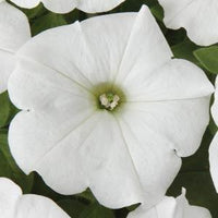 Petunia Fanfare White (Trailing) 9cm Pot