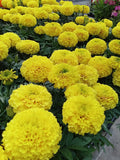 Marigold Marvel Yellow (African) 6-Pack