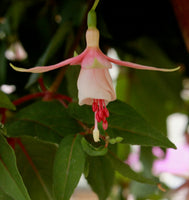 Fuchsia Alfonso 10.5cm (Trailing)