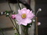 ANEMONE QUEEN CHARLOTTE (PINK/DOUBLE) 2L