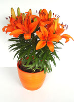 Lillium FantAsiatic Orange 2L