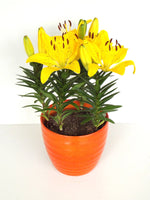 Lillium FantAsiatic Yellow 2L
