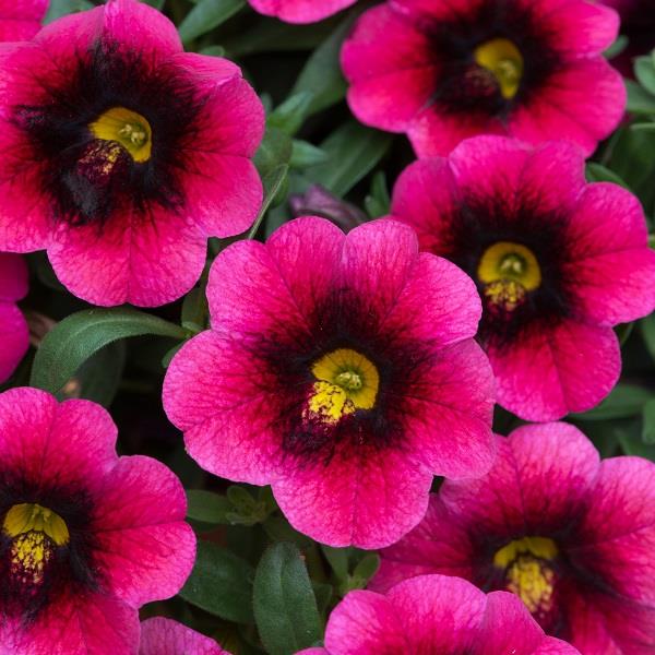 Calibrachoa Can Can Strawberry Punch (Trailing) 9cm Pot