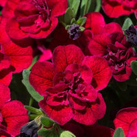 Calibrachoa Double Can Can Red (Trailing) Plug