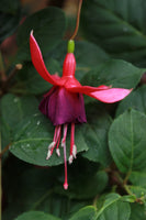 Fuchsia Beauty Of Prussia Plug (Hardy)