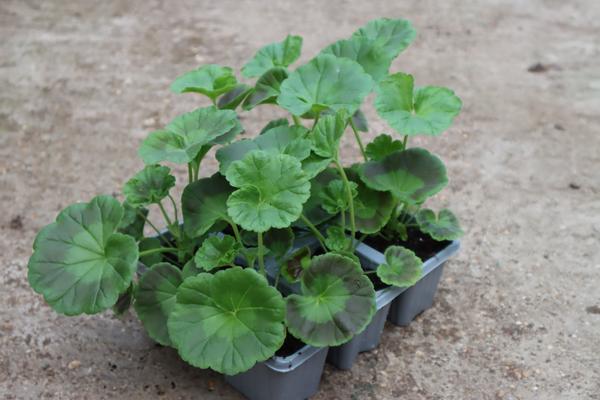 Geranium Zonal Scarlet 6-Pack – St Margarets Nursery