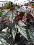 Begonia Gryphon 2L Pot
