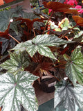 Begonia Gryphon 2L Pot