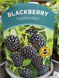 Blackberry Thornfree
