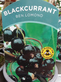 Blackcurrant Ben Lomond