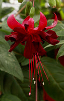 Fuchsia Black To The Fuchsia Plug (Trailing)