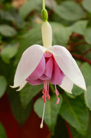 Fuchsia Blue Veil 10.5cm (Trailing)