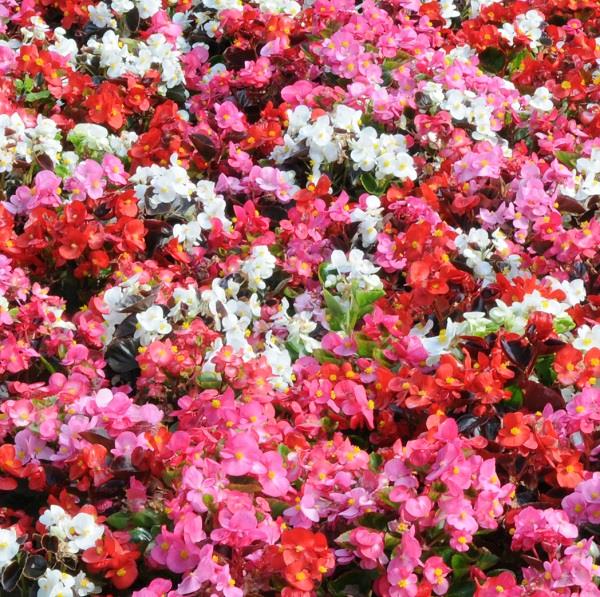 Begonia Devils Delight Mixed (Bedding Type) 20-Seedling