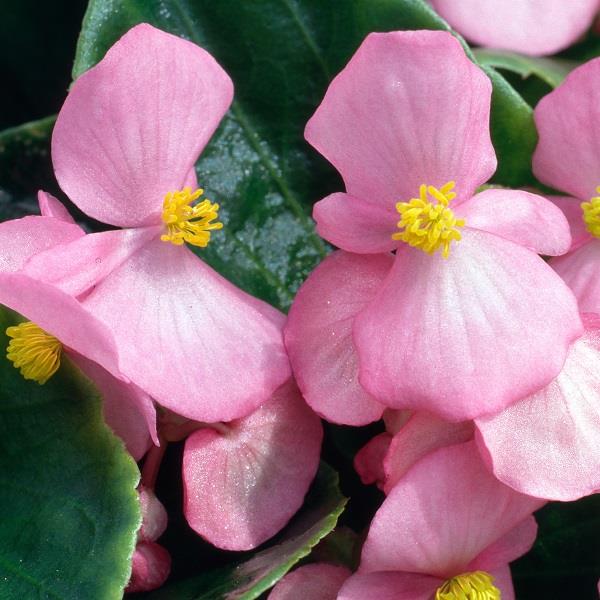 Begonia Heaven Pink (Bedding Type) 9-Pack
