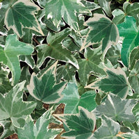 Ivy Variegated (Small Leaf) 9cm Pot