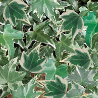 Ivy Hedera Variegated (Helix Silver) 13cm Pot