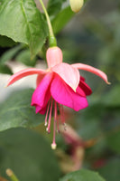 Fuchsia Garden News 10.5cm (Hardy)
