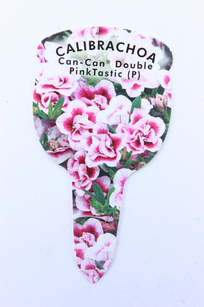 Calibrachoa Double Can Can Pinktastic (Trailing) 9cm Pot