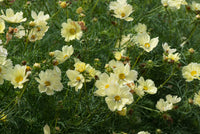 Cosmos Xanthos Lemon Sherbet 13cm Pot