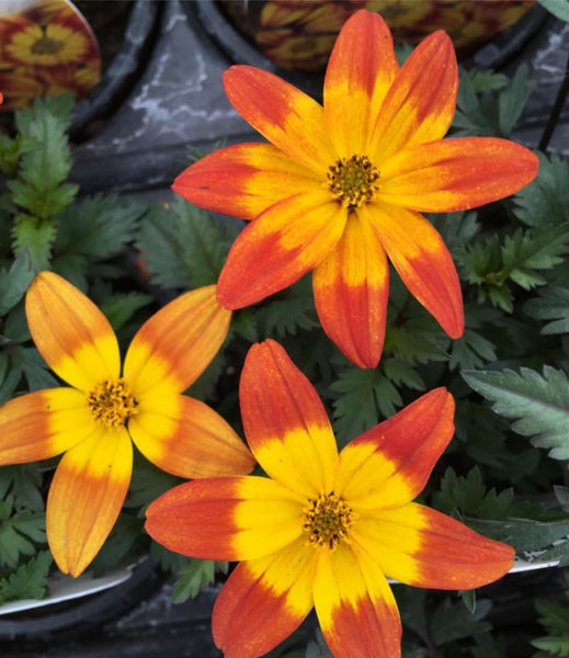Bidens Blazing Fire 9cm Pot