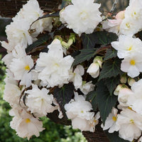 Begonia Non-Stop White 10.5cm