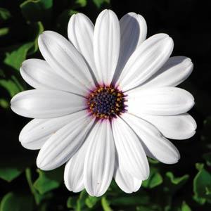 Osteospermum Flowerpower White (Cape Daisy) 13cm Pot