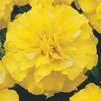 Marigold Bonanza Yellow (French) 9-Pack