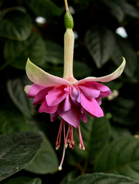 Fuchsia Dawn Star Plug (Trailing)