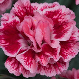 Dianthus Sugar Plum 2L pot (Border Pinks)