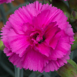 Dianthus Tickled Pink 6L pot (Scent First)