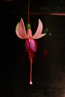 Fuchsia Ellebel P (Upright, Bush) 10.5cm Pot