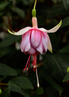 Fuchsia Elsie Mitchell (Patio) 10.5cm (Upright)
