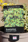 EUONYMUS EMERALD N GOLD 2L