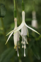 Fuchsia Hawkshead (Hardy) Plug