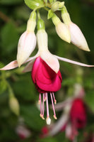 Fuchsia Hermiena Plug (Trailing)