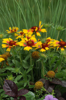 Gaillardia Mesa Bright Bicolour 3L
