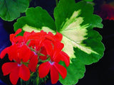 Geranium Fancy Leaf Happy Thought Red Plug