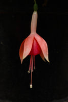 Fuchsia Hampshire Treasure 10.5cm (Upright)