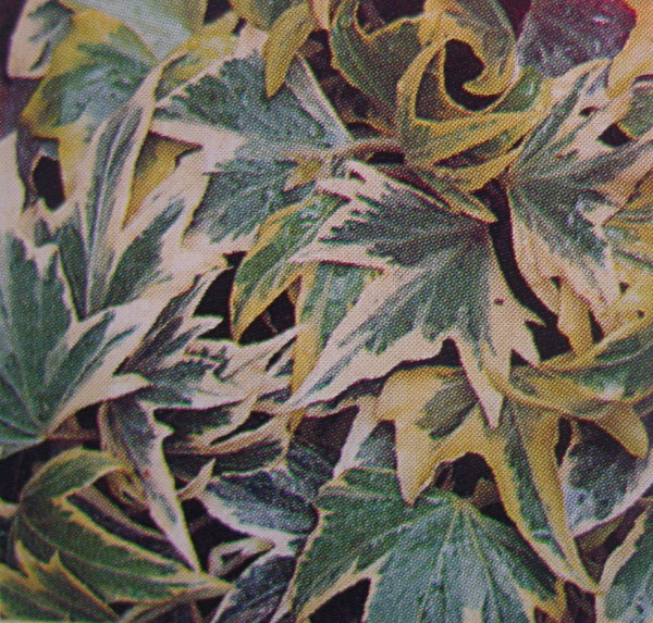 Ivy Hedera Variegated (Helix Gold) 13cm Pot
