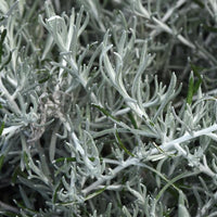 Helichrysum Silver Spreading 10.5cm Pot
