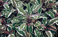 Salvia Tricolor (Sage) 10.5cm Pot